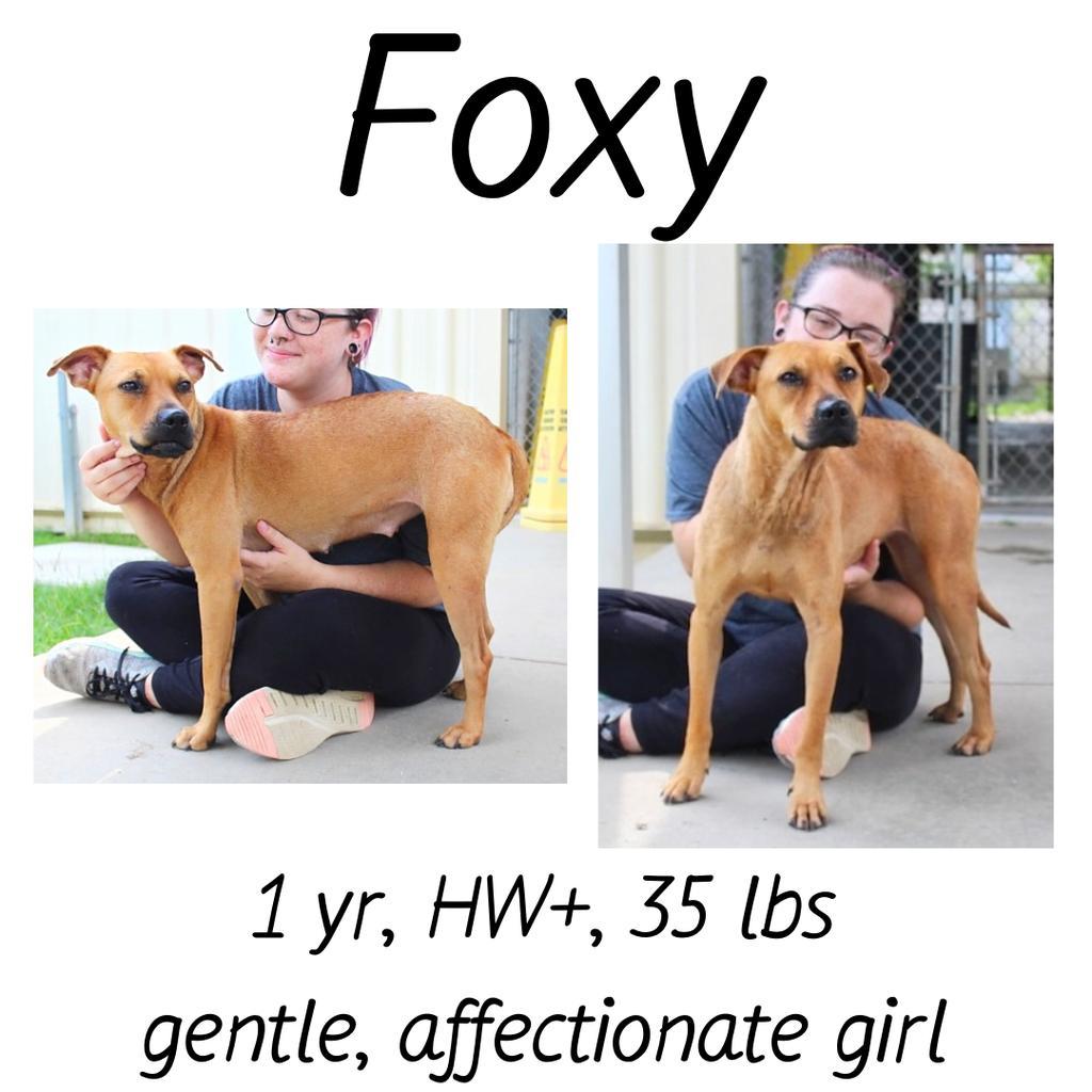 Foxy, an adoptable Mixed Breed in Albany, GA, 31706 | Photo Image 1