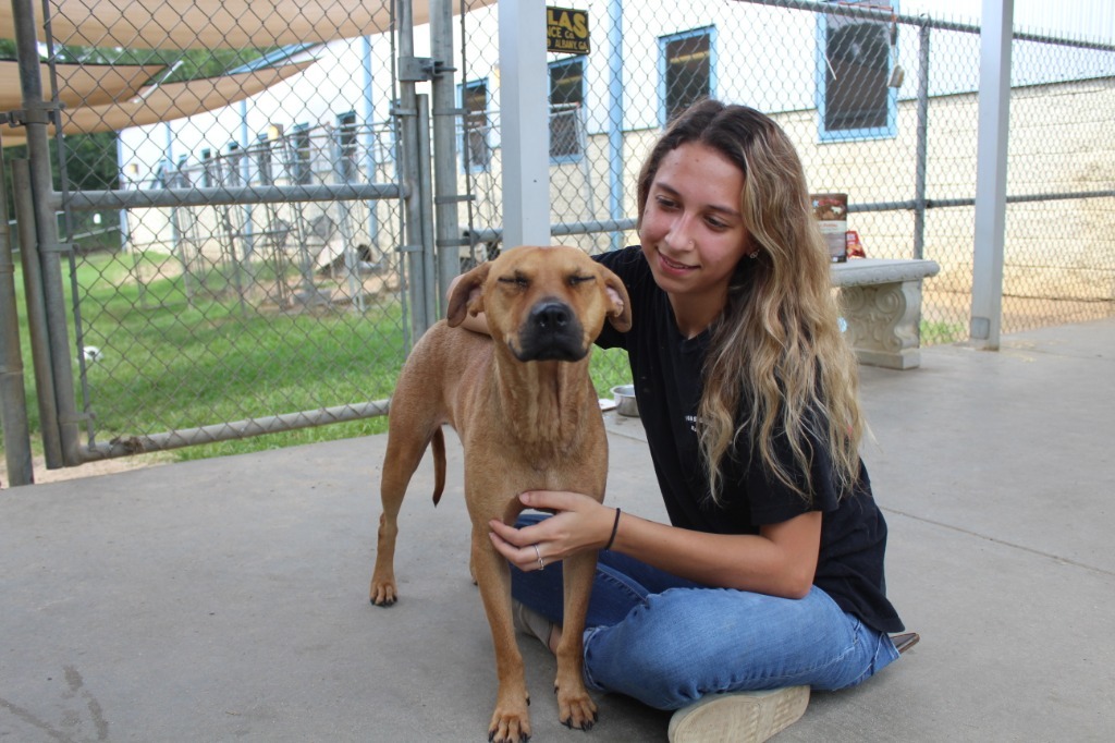 Foxy, an adoptable Mixed Breed in Albany, GA, 31706 | Photo Image 2