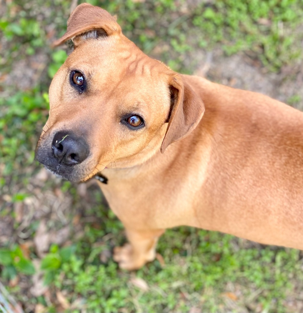 Foxy, an adoptable Mixed Breed in Albany, GA, 31706 | Photo Image 3