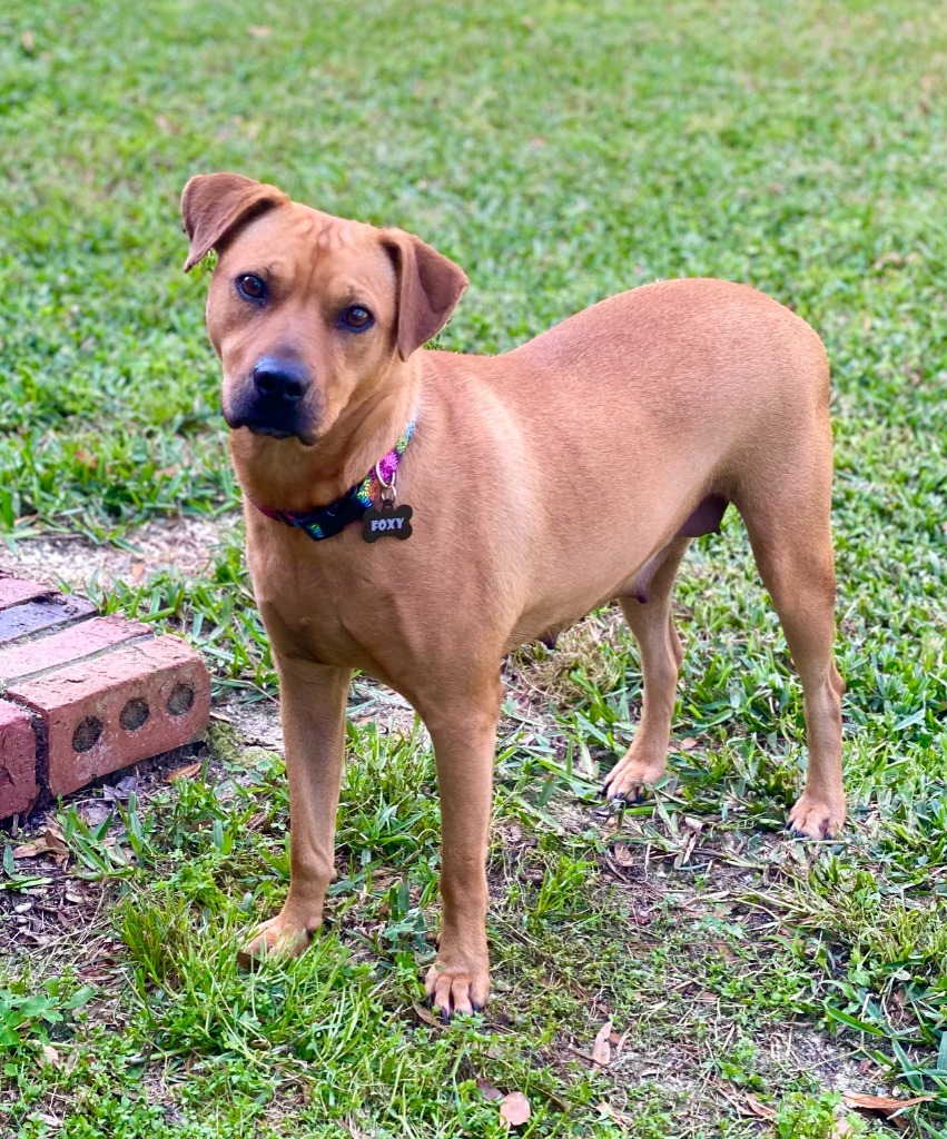 Foxy, an adoptable Mixed Breed in Albany, GA, 31706 | Photo Image 4