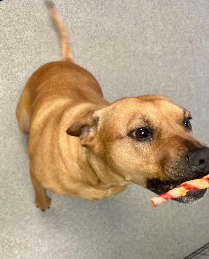 Foxy, an adoptable Mixed Breed in Albany, GA, 31706 | Photo Image 5