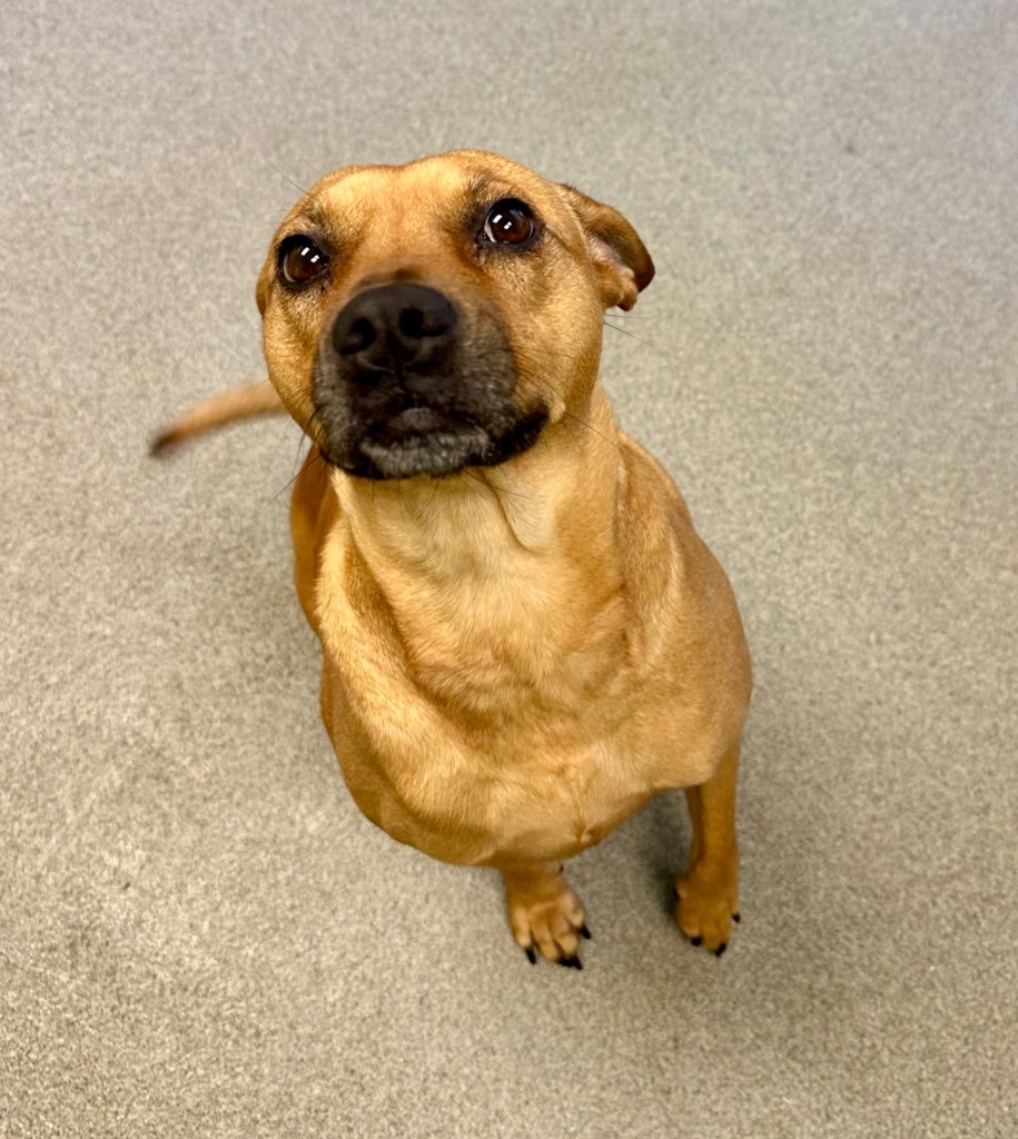 Foxy, an adoptable Mixed Breed in Albany, GA, 31706 | Photo Image 6