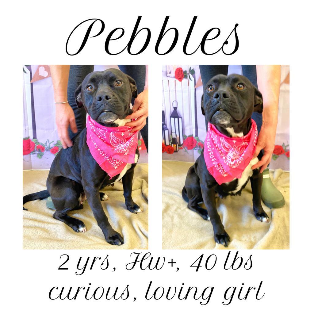 Pebbles, an adoptable Pit Bull Terrier in Albany, GA, 31706 | Photo Image 1