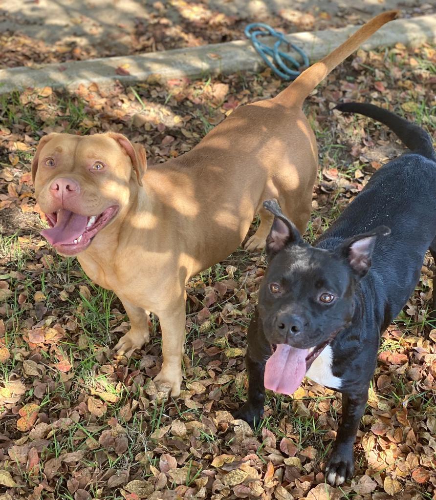 Pebbles, an adoptable Pit Bull Terrier in Albany, GA, 31706 | Photo Image 5