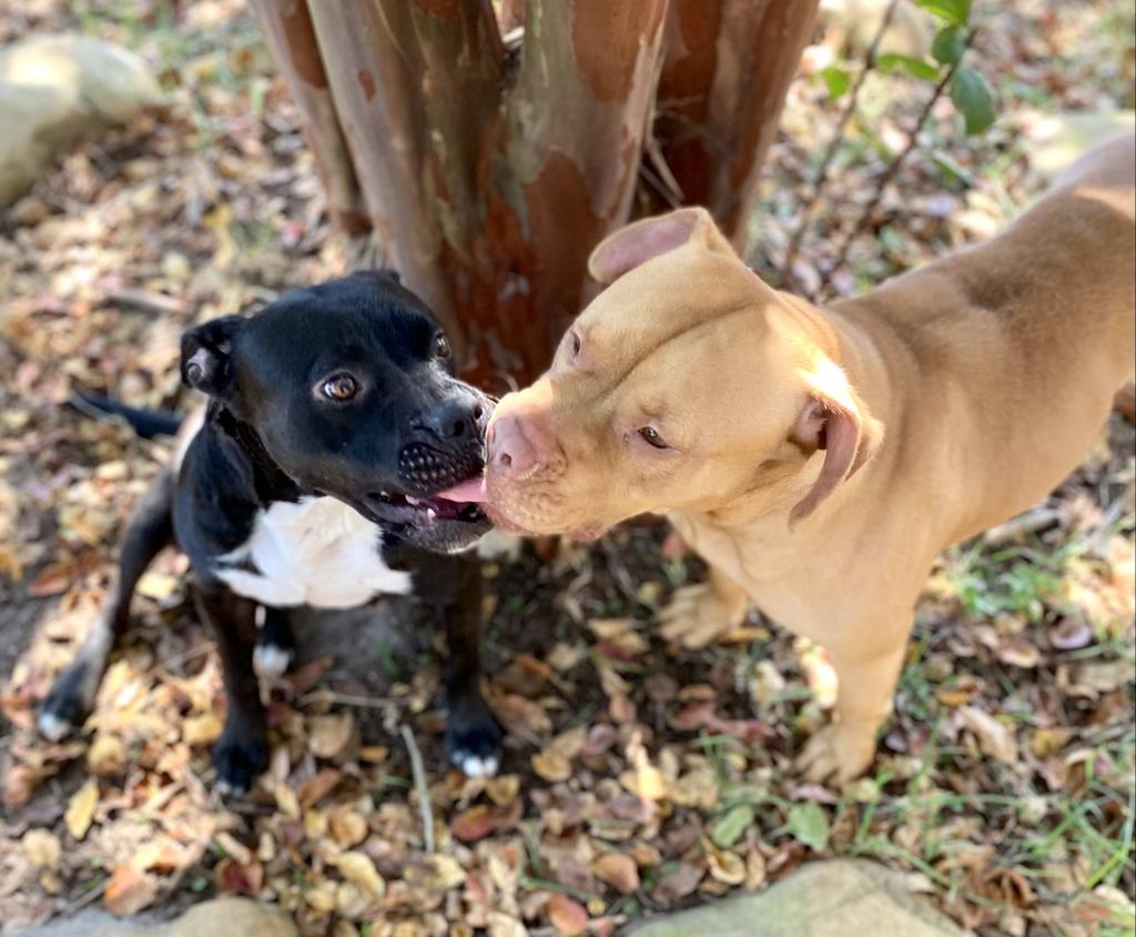 Pebbles, an adoptable Pit Bull Terrier in Albany, GA, 31706 | Photo Image 6