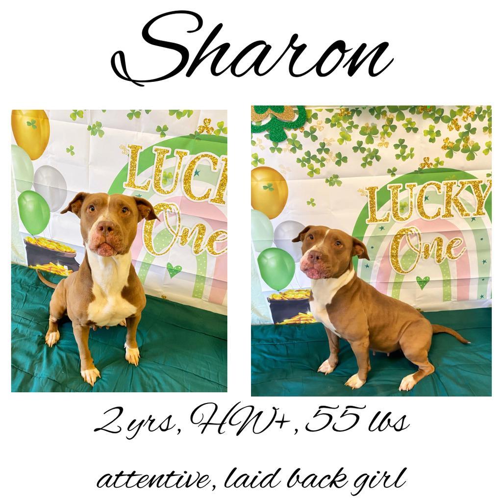 Sharon