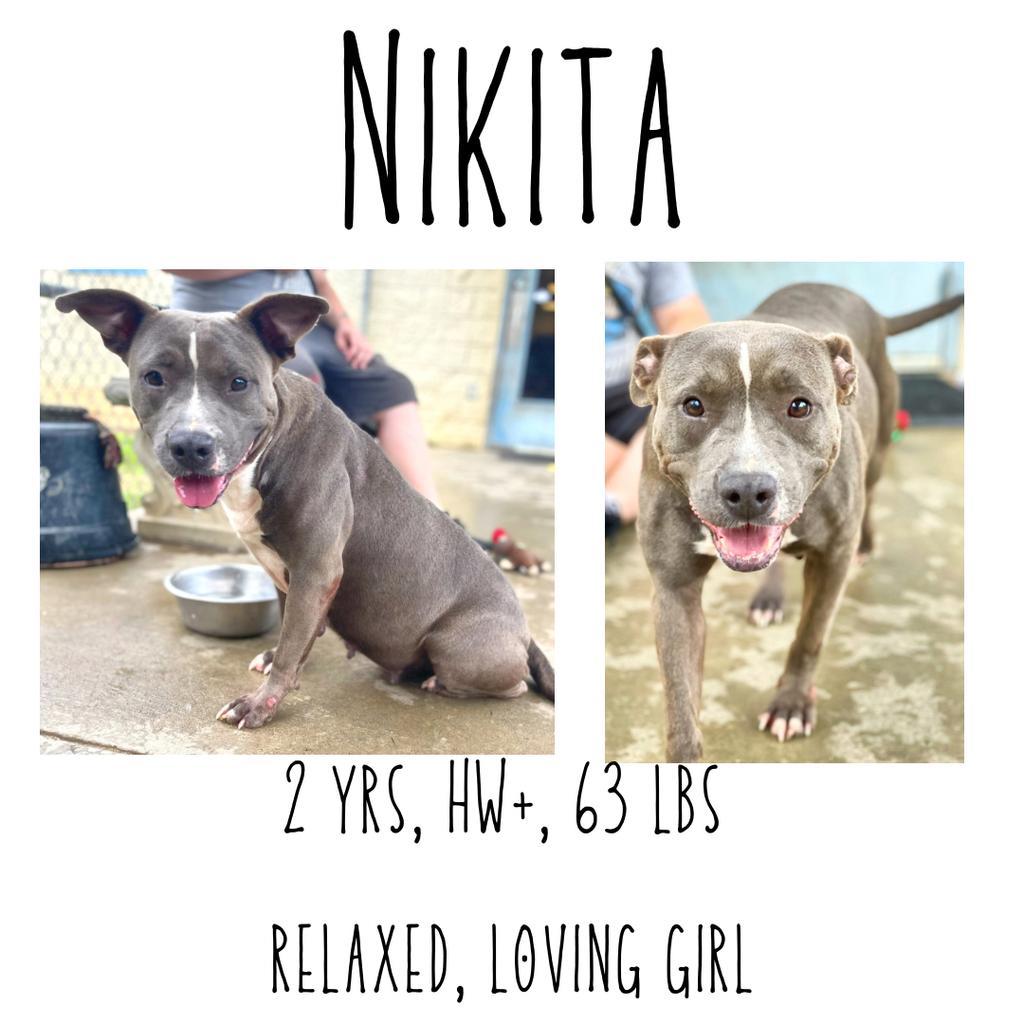 Nikita