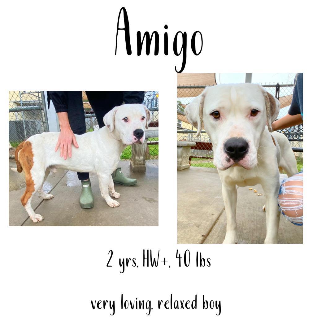 Amigo