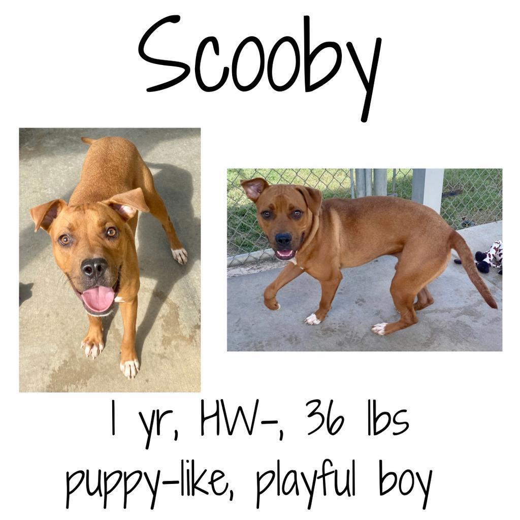 Scooby