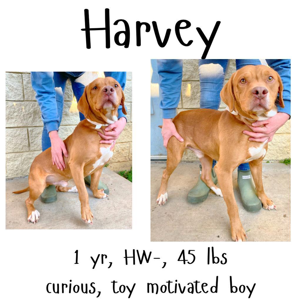 Harvey