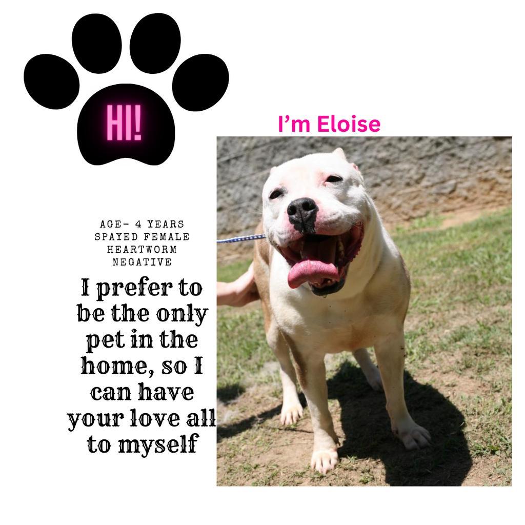 ELOISE, an adoptable Mixed Breed in Florence, SC, 29506 | Photo Image 1