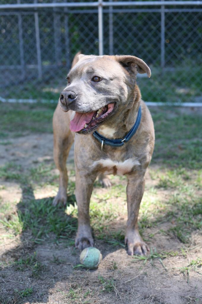 SAMWISE, an adoptable Mixed Breed in Florence, SC, 29506 | Photo Image 1