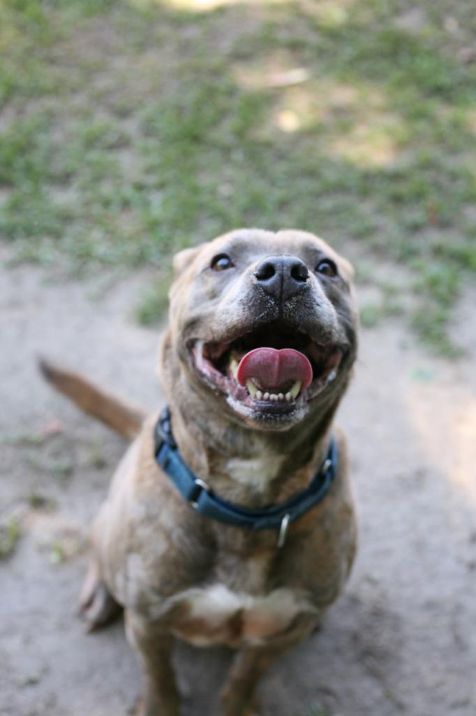 SAMWISE, an adoptable Mixed Breed in Florence, SC, 29506 | Photo Image 5