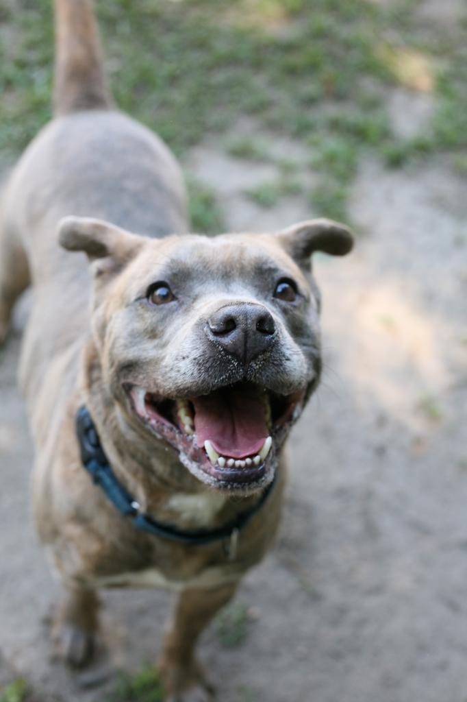 SAMWISE, an adoptable Mixed Breed in Florence, SC, 29506 | Photo Image 6