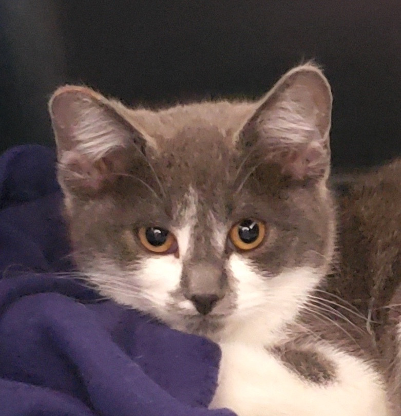 Ruby, an adoptable Domestic Short Hair in Lake Forest, CA, 92630 | Photo Image 1