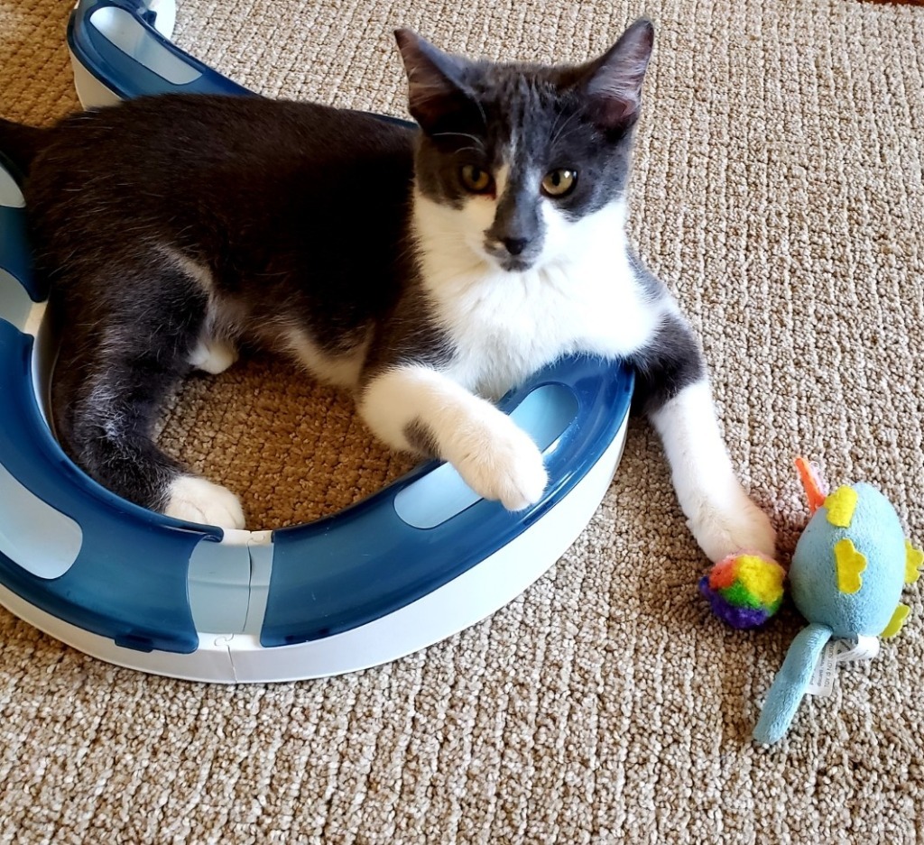 Ruby, an adoptable Domestic Short Hair in Lake Forest, CA, 92630 | Photo Image 3