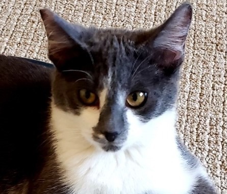 Ruby, an adoptable Domestic Short Hair in Lake Forest, CA, 92630 | Photo Image 4