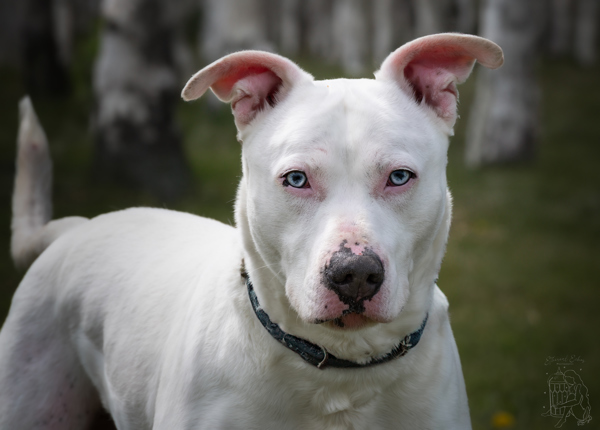 Tucker *deaf*, an adoptable Pit Bull Terrier in Winchester, KY, 40391 | Photo Image 1