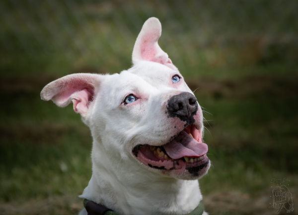 Tucker *deaf*, an adoptable Pit Bull Terrier in Winchester, KY, 40391 | Photo Image 2