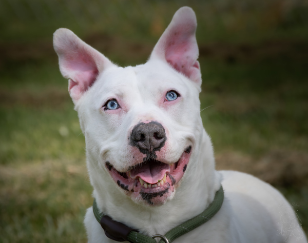 Tucker *deaf*, an adoptable Pit Bull Terrier in Winchester, KY, 40391 | Photo Image 3