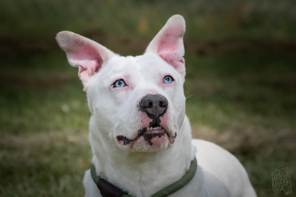 Tucker *deaf*, an adoptable Pit Bull Terrier in Winchester, KY, 40391 | Photo Image 4