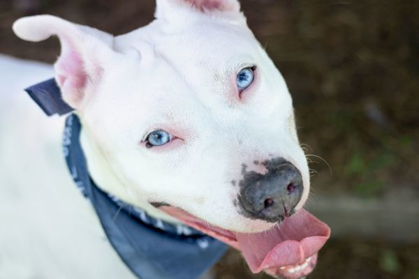 Tucker *deaf*, an adoptable Pit Bull Terrier Mix in Winchester, KY_image-5