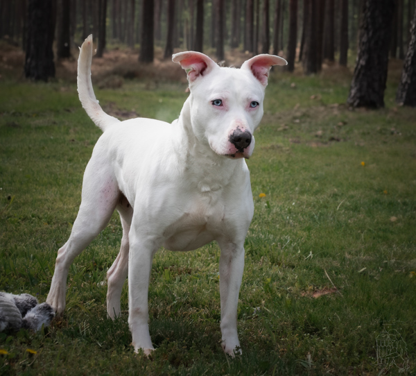 Tucker *deaf*, an adoptable Pit Bull Terrier in Winchester, KY, 40391 | Photo Image 5