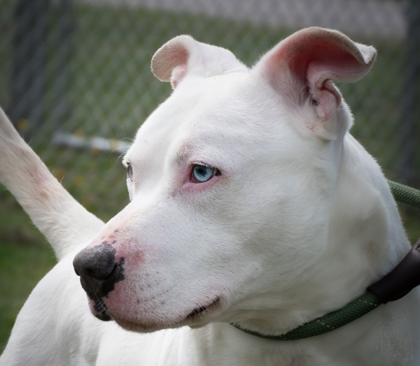 Tucker *deaf*, an adoptable Pit Bull Terrier in Winchester, KY, 40391 | Photo Image 6