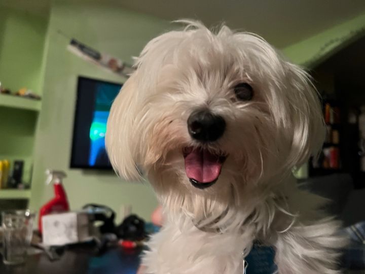 Lil paws hot sale maltese rescue