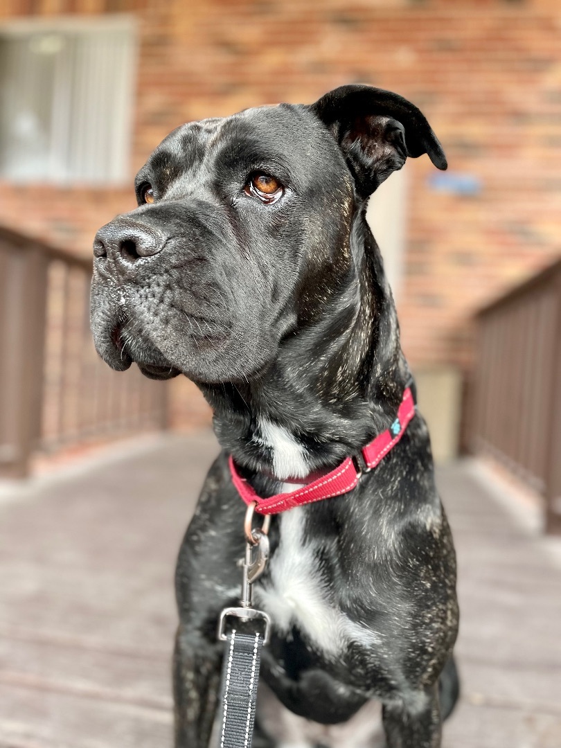Ruby, an adoptable Cane Corso in Omaha, NE, 68116 | Photo Image 2