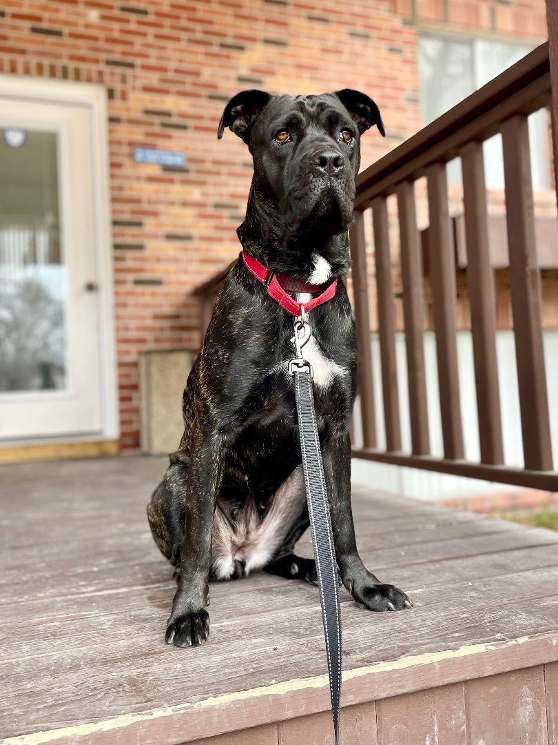 Ruby, an adoptable Cane Corso in Omaha, NE, 68116 | Photo Image 6
