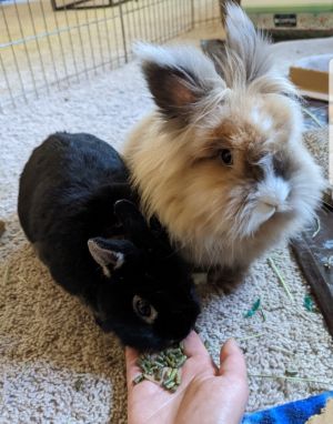 lionhead bunnies for sale mn