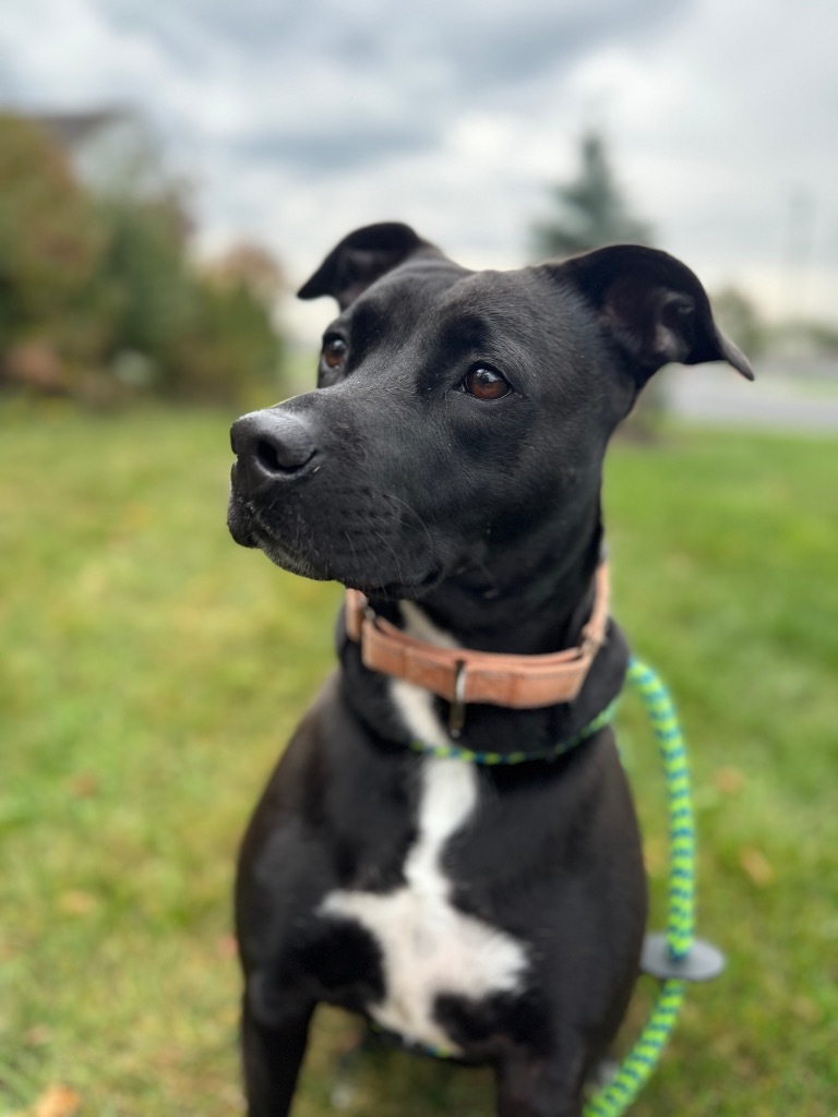 Mandy, an adoptable Labrador Retriever, Mixed Breed in Liverpool, NY, 13088 | Photo Image 1