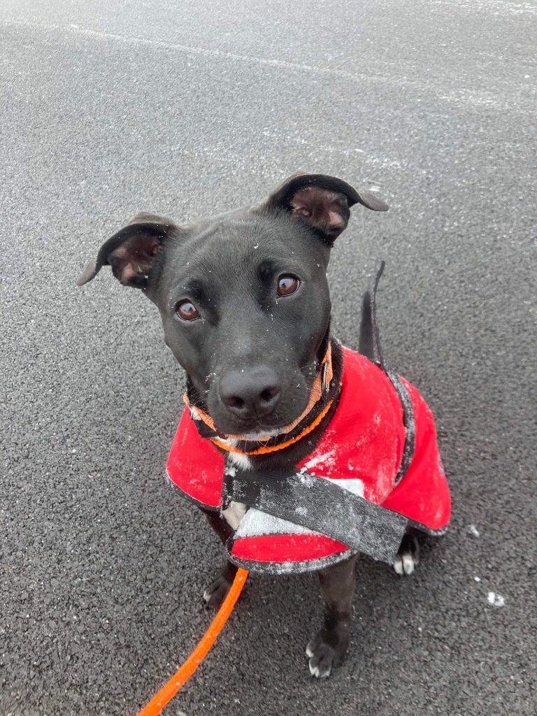 Mandy, an adoptable Labrador Retriever, Mixed Breed in Liverpool, NY, 13088 | Photo Image 3