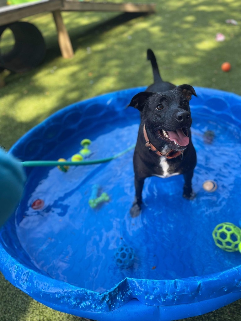 Mandy, an adoptable Labrador Retriever, Mixed Breed in Liverpool, NY, 13088 | Photo Image 4