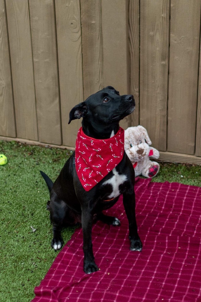 Mandy, an adoptable Labrador Retriever, Mixed Breed in Liverpool, NY, 13088 | Photo Image 5