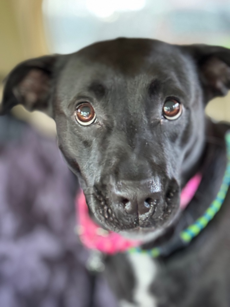 Mandy, an adoptable Labrador Retriever, Mixed Breed in Liverpool, NY, 13088 | Photo Image 6