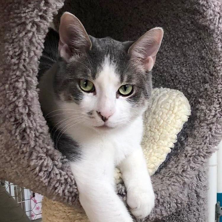 Cat for adoption Emrick, a Domestic Short Hair in St. Louis, MO