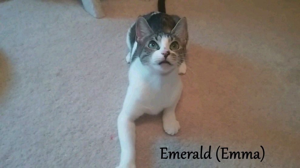 Emerald, an adoptable Domestic Short Hair in Hoover , AL, 35226 | Photo Image 3