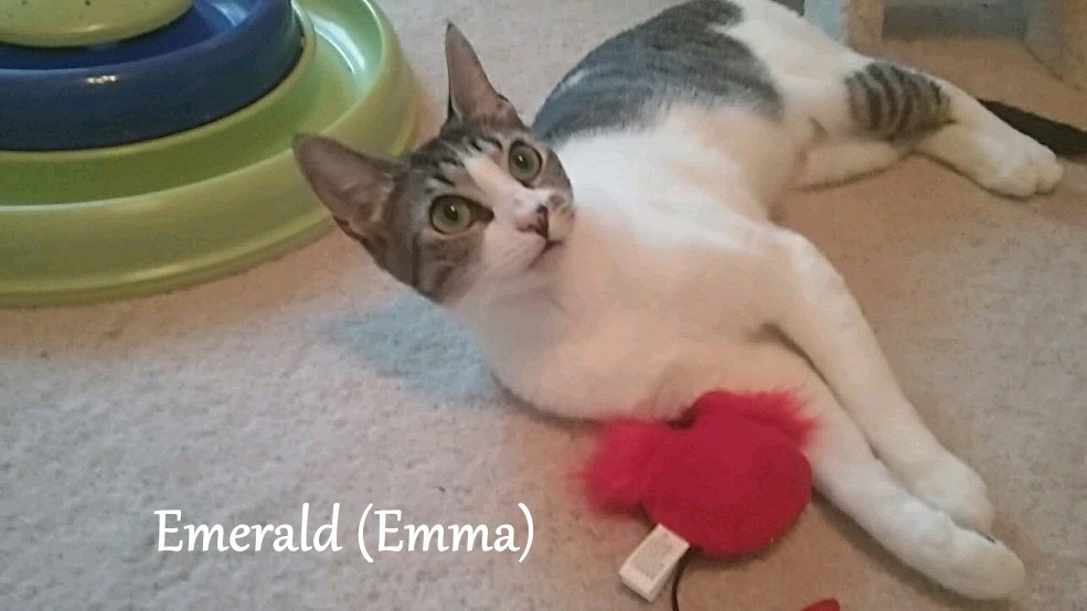 Emerald, an adoptable Domestic Short Hair in Hoover , AL, 35226 | Photo Image 4