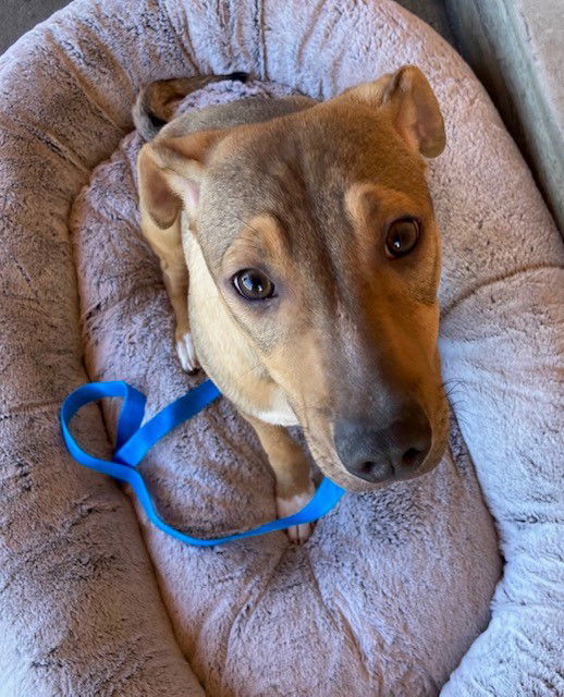 Adam, an adoptable Shepherd in Escondido, CA, 92029 | Photo Image 1