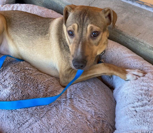 Adam, an adoptable Shepherd in Escondido, CA, 92029 | Photo Image 2