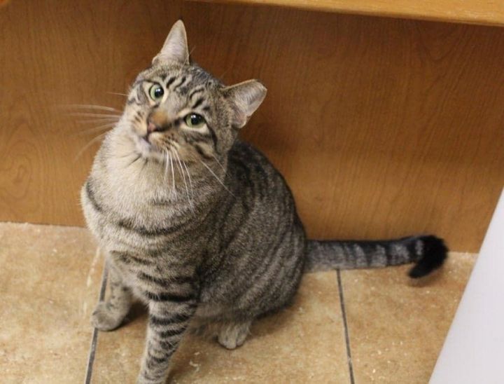 TEMPEST, an adoptable Egyptian Mau & Tiger Mix in HEMET, CA_image-4