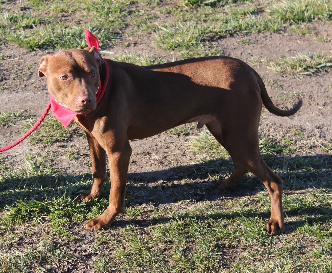 Nester, an adoptable Pit Bull Terrier, Mixed Breed in Shelby, NC, 28152 | Photo Image 3
