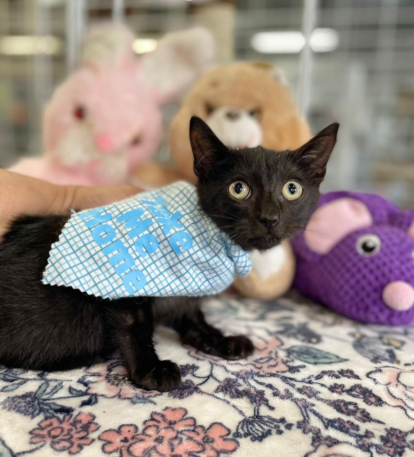 Mikkel, an adoptable Domestic Short Hair in Margate, FL, 33068 | Photo Image 1