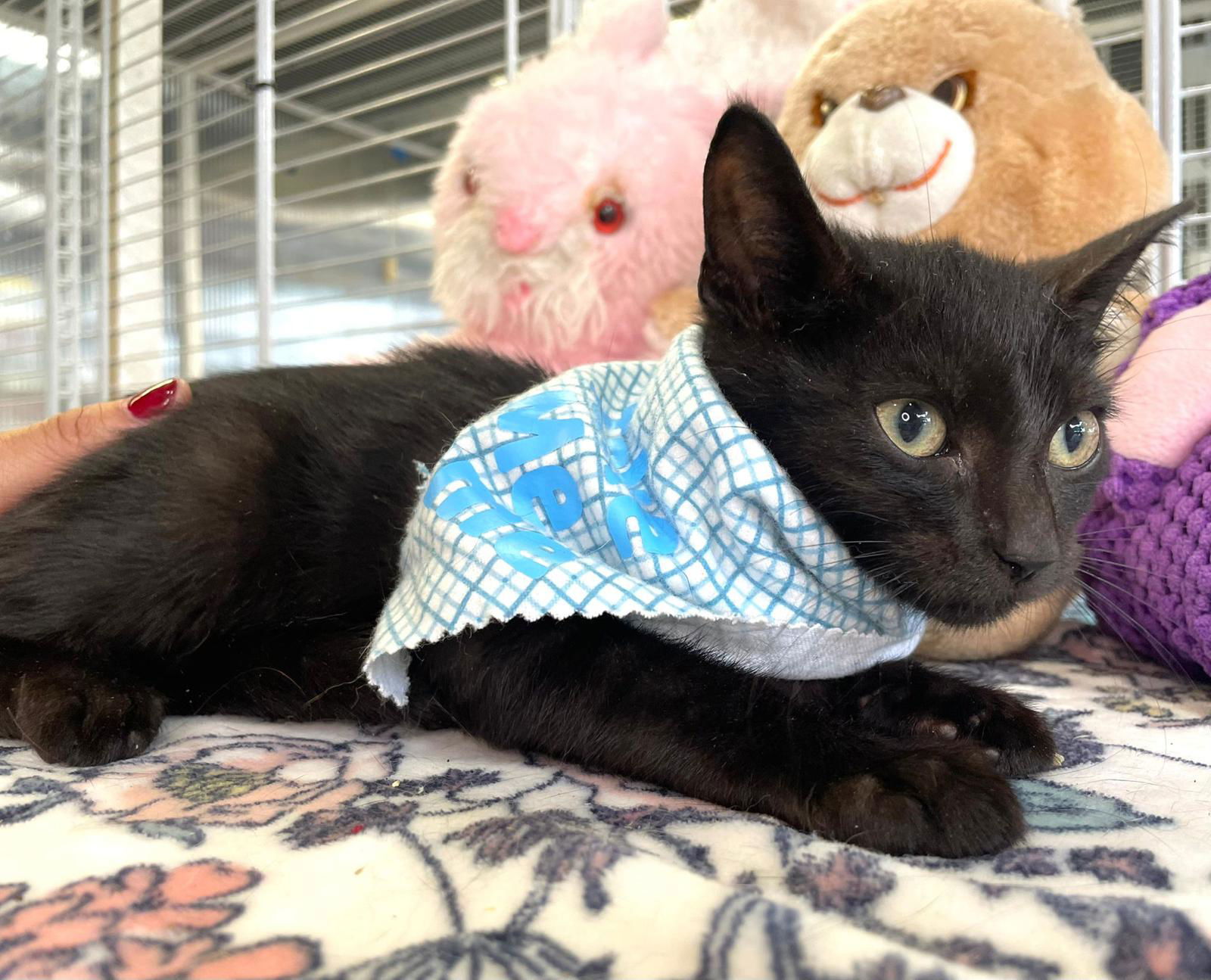 Mikkel, an adoptable Domestic Short Hair in Margate, FL, 33068 | Photo Image 3