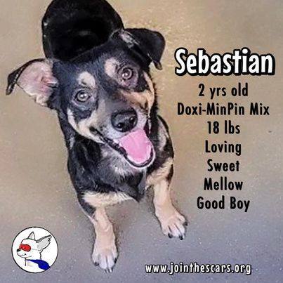 Sebastian, an adoptable Shepherd & Miniature Pinscher Mix in Glendora, CA_image-2