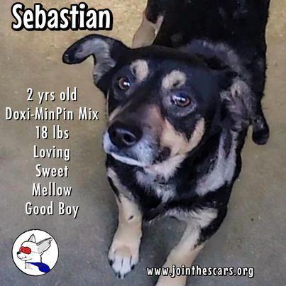 Sebastian, an adoptable Shepherd & Miniature Pinscher Mix in Glendora, CA_image-4