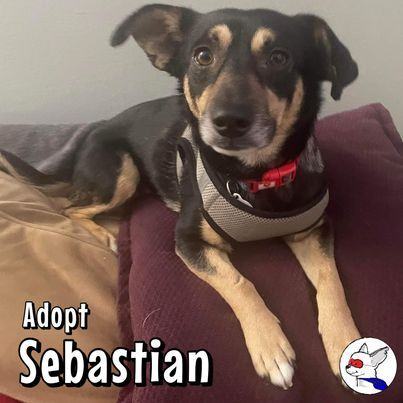 Sebastian, an adoptable Shepherd & Miniature Pinscher Mix in Glendora, CA_image-5