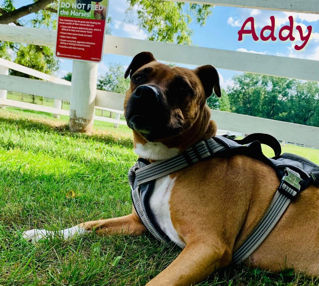 Dog for adoption - Addy - Adopt or Foster Me!, a Boxer & Pit Bull
